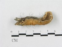 登錄號:F0015486藏品圖，第1張