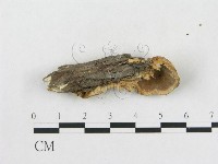 登錄號:F0015486藏品圖，第4張