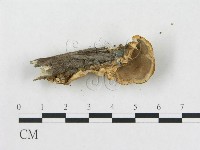 登錄號:F0015486藏品圖，第5張