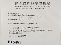 靈芝屬藏品圖，第2張
