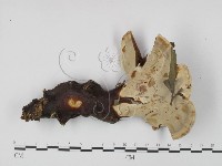 登錄號:F0015488藏品圖，第3張
