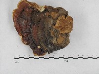 登錄號:F0015489藏品圖，第1張