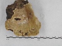 登錄號:F0015489藏品圖，第4張