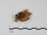 栓菌屬藏品圖，第1張