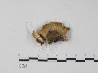 栓菌屬藏品圖，第3張