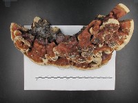 登錄號:F0015492藏品圖，第3張