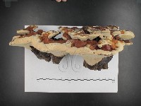 登錄號:F0015492藏品圖，第4張