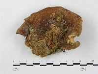 登錄號:F0015494藏品圖，第1張