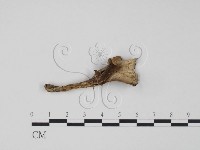 登錄號:F0015495藏品圖，第1張