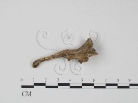 登錄號:F0015495藏品圖，第3張