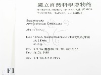 盤革菌屬藏品圖，第2張