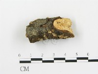 盤革菌屬藏品圖，第1張