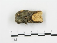 盤革菌屬藏品圖，第3張