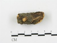 盤革菌屬藏品圖，第4張