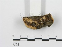 盤革菌屬藏品圖，第5張