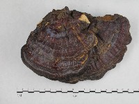 登錄號:F0015500藏品圖，第1張
