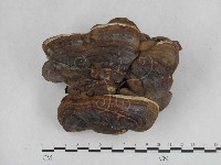 登錄號:F0015501藏品圖，第1張
