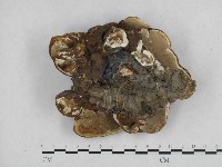 登錄號:F0015501藏品圖，第3張