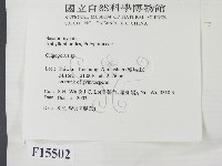 寡孔菌屬藏品圖，第2張