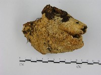 寡孔菌屬藏品圖，第3張