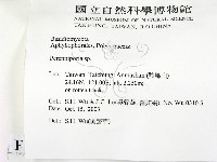 多年臥孔菌屬藏品圖，第2張