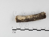 登錄號:F0015505藏品圖，第1張