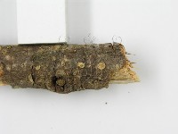 登錄號:F0015508藏品圖，第9張