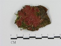 登錄號:F0015509藏品圖，第1張