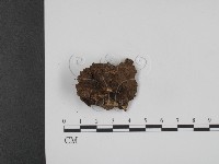 登錄號:F0015510藏品圖，第3張