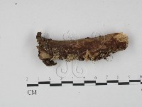 登錄號:F0015511藏品圖，第1張