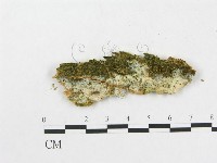 樹脂殼菌屬藏品圖，第1張