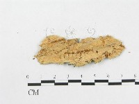 樹脂殼菌屬藏品圖，第3張