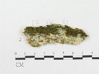 樹脂殼菌屬藏品圖，第4張