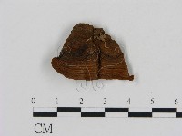 刺革菌屬藏品圖，第1張