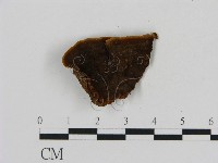 刺革菌屬藏品圖，第3張