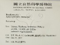 韌革菌屬藏品圖，第2張