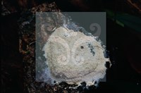 登錄號:F0015522藏品圖，第3張