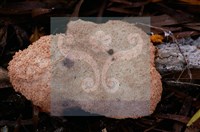 登錄號:F0015522藏品圖，第4張