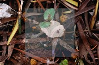 登錄號:F0015522藏品圖，第5張