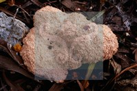 登錄號:F0015522藏品圖，第6張