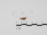 登錄號:F0015523藏品圖，第1張