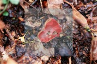 登錄號:F0015523藏品圖，第4張