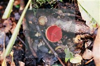 登錄號:F0015523藏品圖，第5張