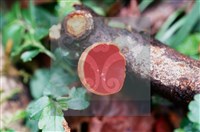 登錄號:F0015523藏品圖，第6張