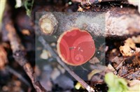 登錄號:F0015523藏品圖，第7張