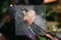 登錄號:F0015523藏品圖，第8張