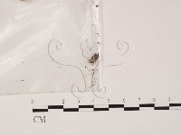 登錄號:F0015525藏品圖，第1張