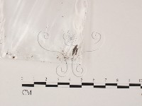 登錄號:F0015525藏品圖，第3張