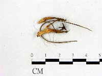 登錄號:F0015527藏品圖，第1張