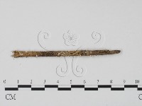 登錄號:F0015528藏品圖，第1張